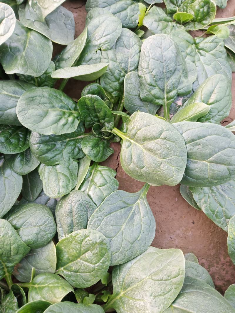 圆叶地趴型小菠菜，专业基地种植各种包装可加冰瓶