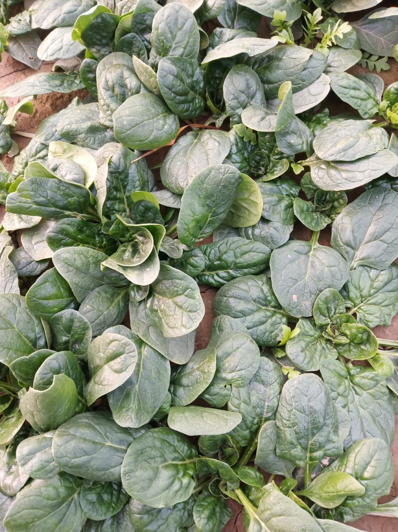 圆叶地趴型小菠菜，专业基地种植各种包装可加冰瓶