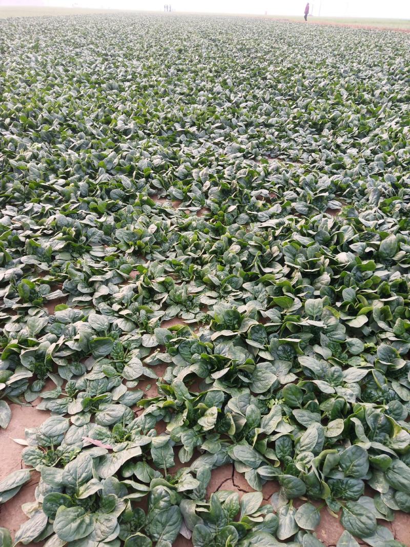 圆叶地趴型小菠菜，专业基地种植各种包装可加冰瓶