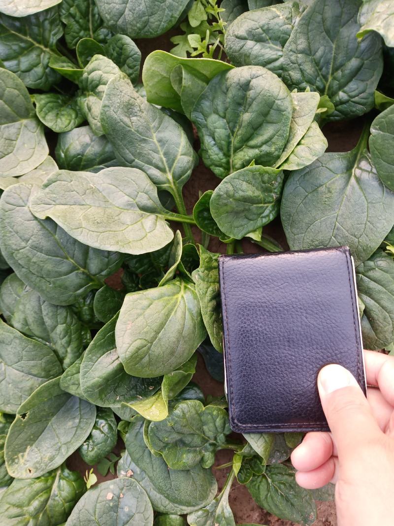 圆叶地趴型小菠菜，专业基地种植各种包装可加冰瓶