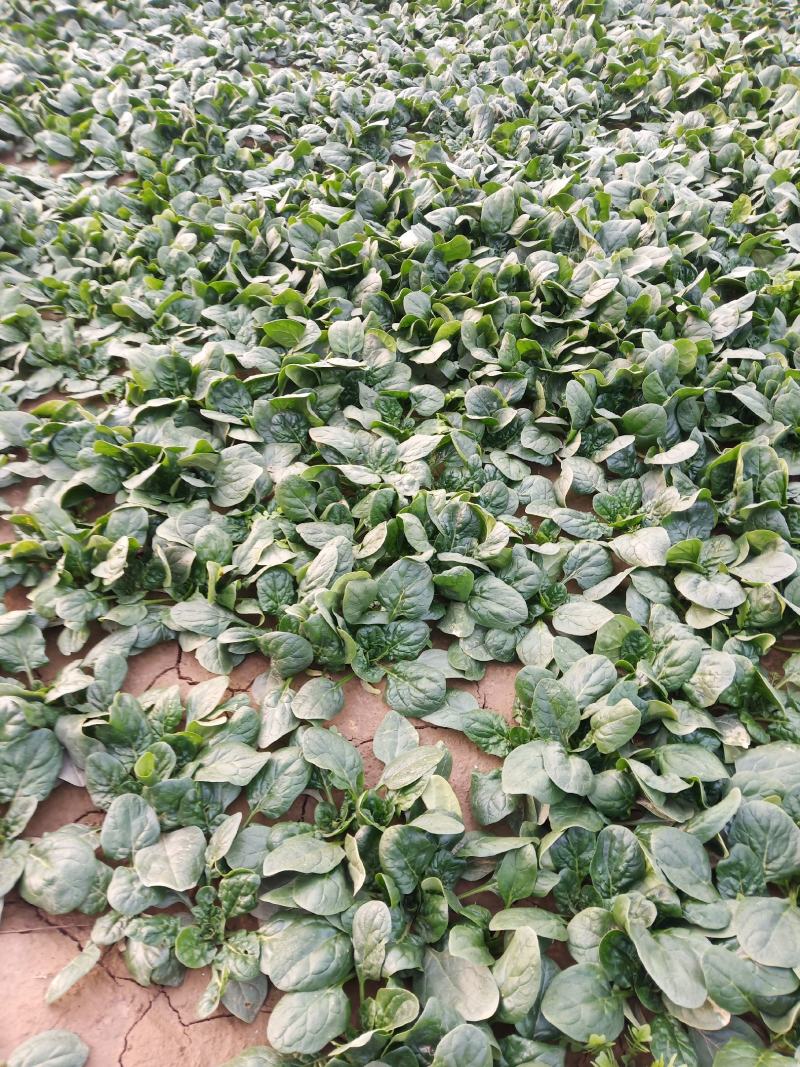 圆叶地趴型小菠菜，专业基地种植各种包装可加冰瓶