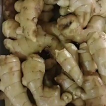 山东老姜，姜母大量上市了产区直销货源充足，全国发货