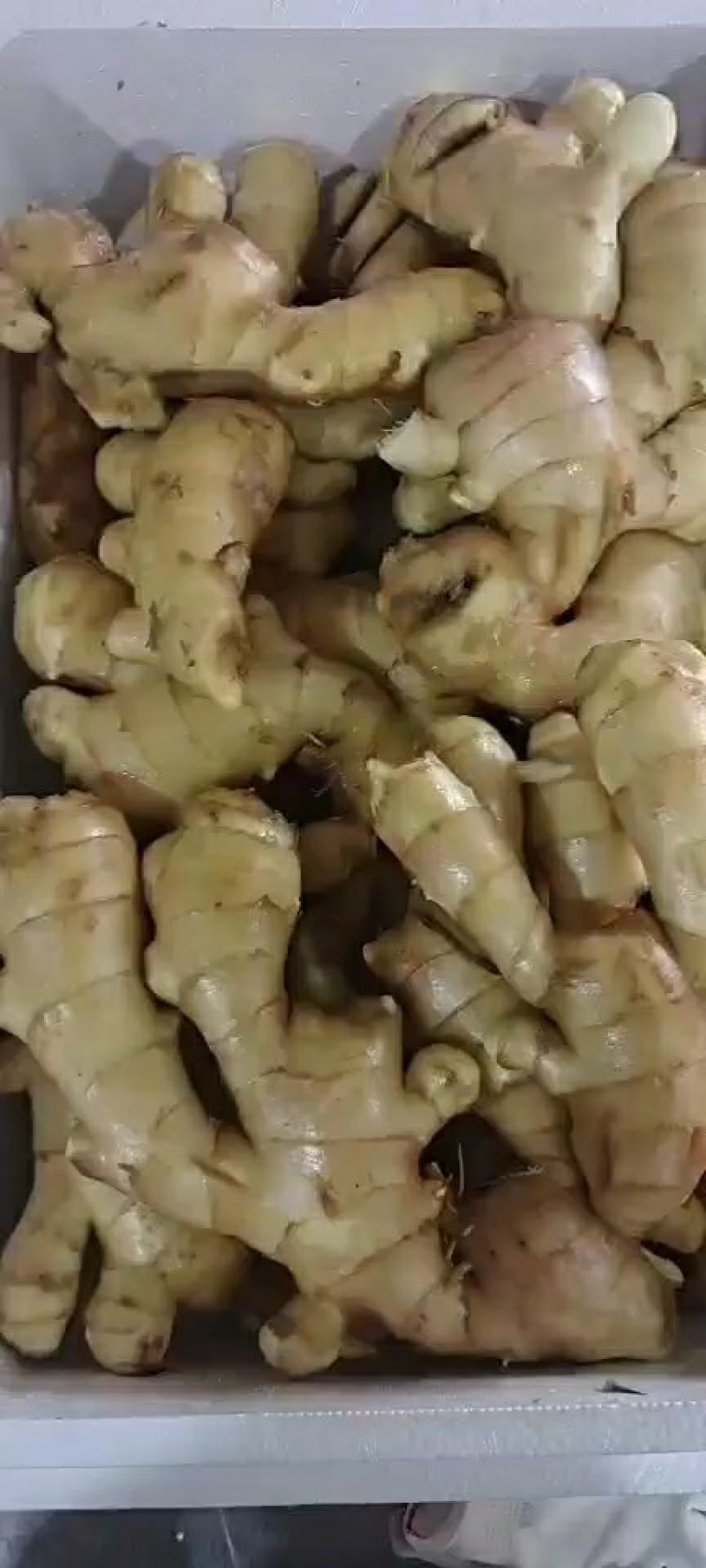 山东老姜，姜母大量上市了产区直销货源充足，全国发货