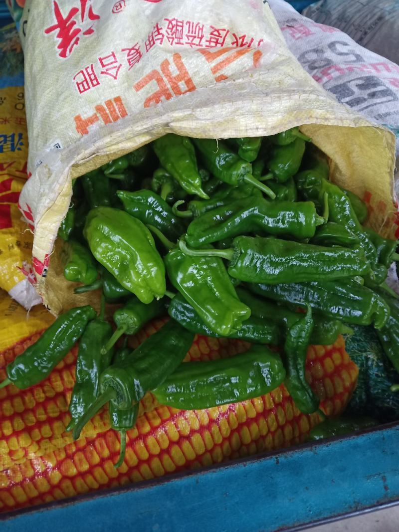 青椒，各种品种，门椒大统小统统