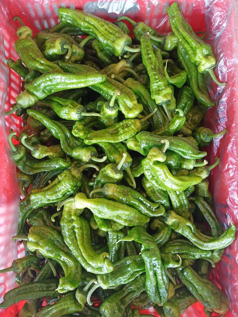 青椒，各种品种，门椒大统小统统