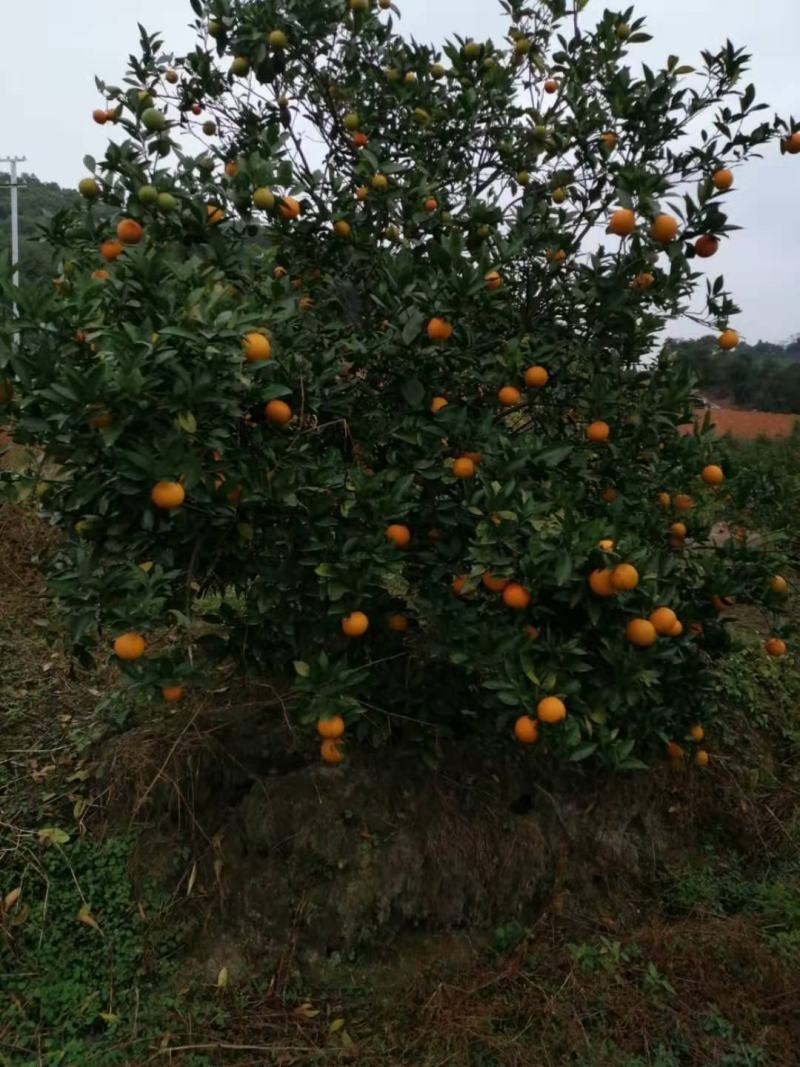 广西桂林蜜香橙清香纯甜口感超甜糖度高批发