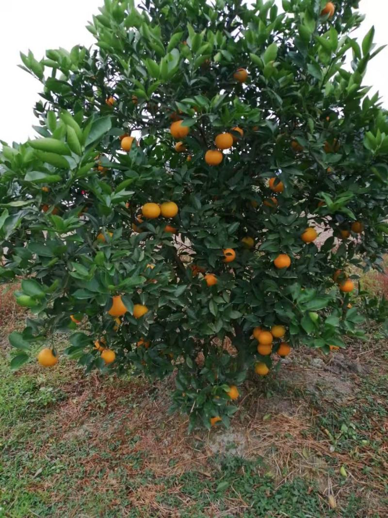 广西桂林蜜香橙清香纯甜口感超甜糖度高批发