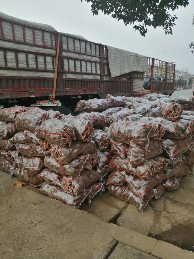 商薯19牛奶红薯打粉加工厂大量供应产地货源基地直供