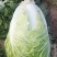 黄心大白菜，白心大白菜