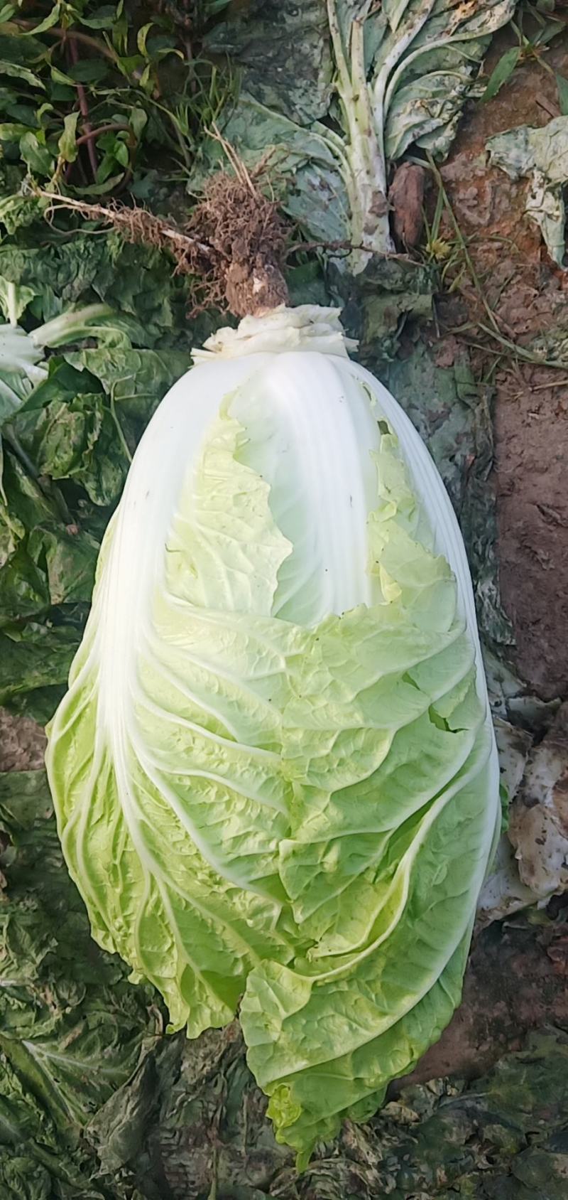 黄心大白菜，白心大白菜