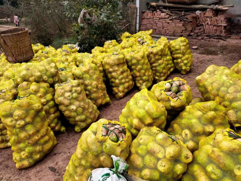 大头菜批发(基地发货)一手货源品质保证