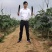 西双版纳精品红茄上市，自种和代收，欢迎全国客商考察合作。