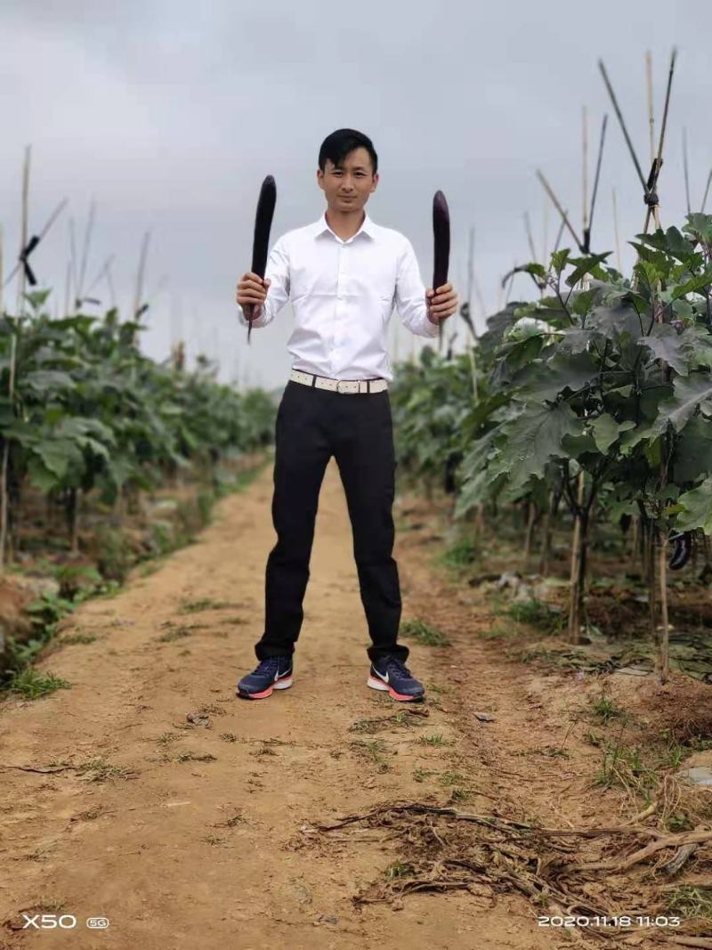 西双版纳精品红茄上市，自种和代收，欢迎全国客商考察合作。