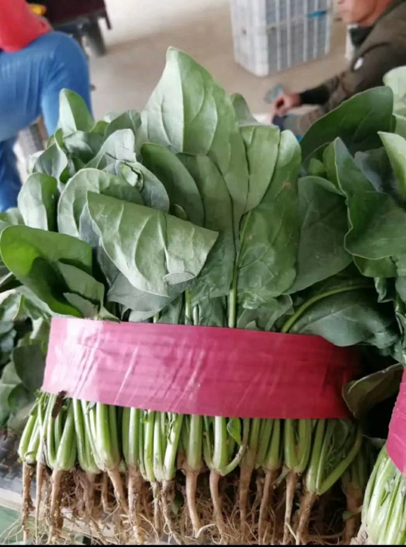河南精品大叶菠菜大量上市，产地直供，全国代发欢迎电联