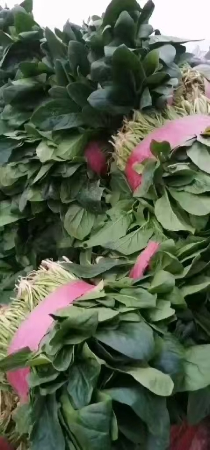 河南精品大叶菠菜大量上市，产地直供，全国代发欢迎电联