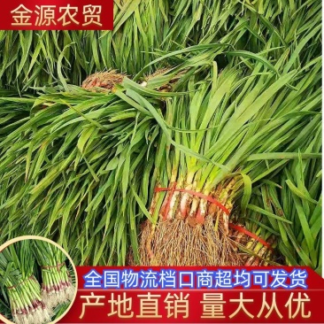 徐州丰县蒜苗精品红根蒜苗大量上市基地直发量大价优