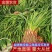 徐州丰县蒜苗精品红根蒜苗大量上市基地直发量大价优
