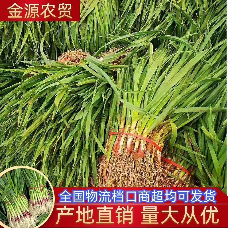 蒜苗红根蒜苗软叶蒜苗全是大叶蒜苗【品质保障】产地批发