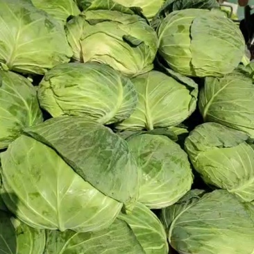 莲花白，陕西汉中包包菜，个头均匀颜色翠绿，