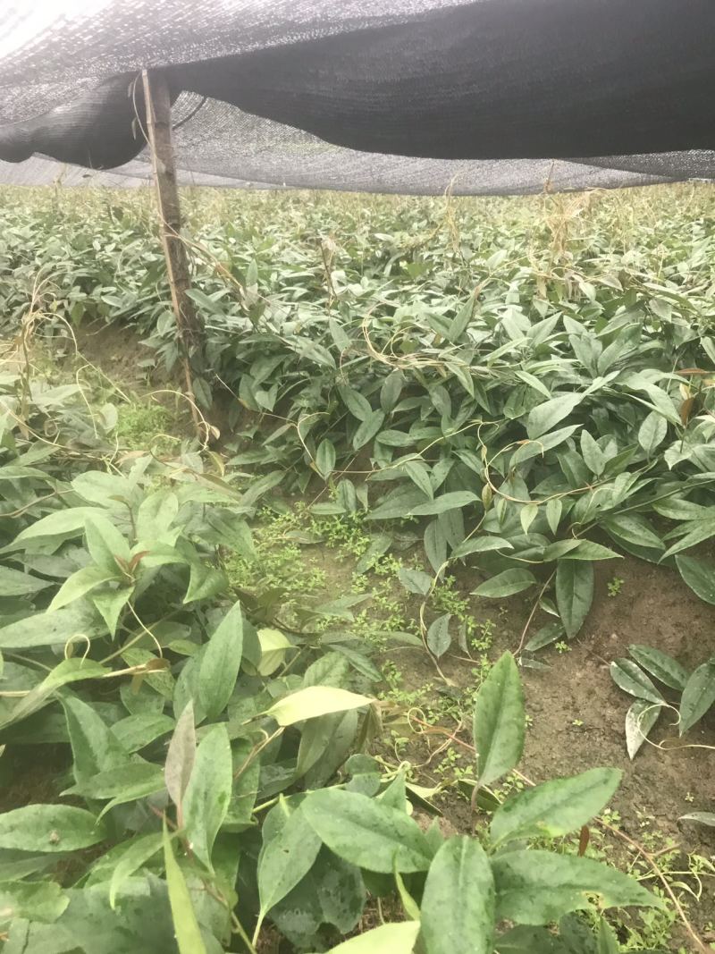 江西黑老虎两年苗，优质布福娜苗大量供应，量大从优