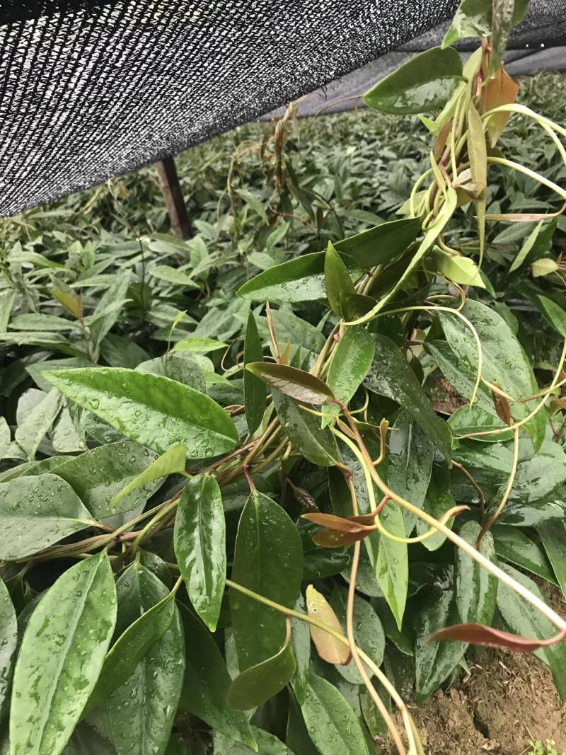 江西黑老虎两年苗，优质布福娜苗大量供应，量大从优