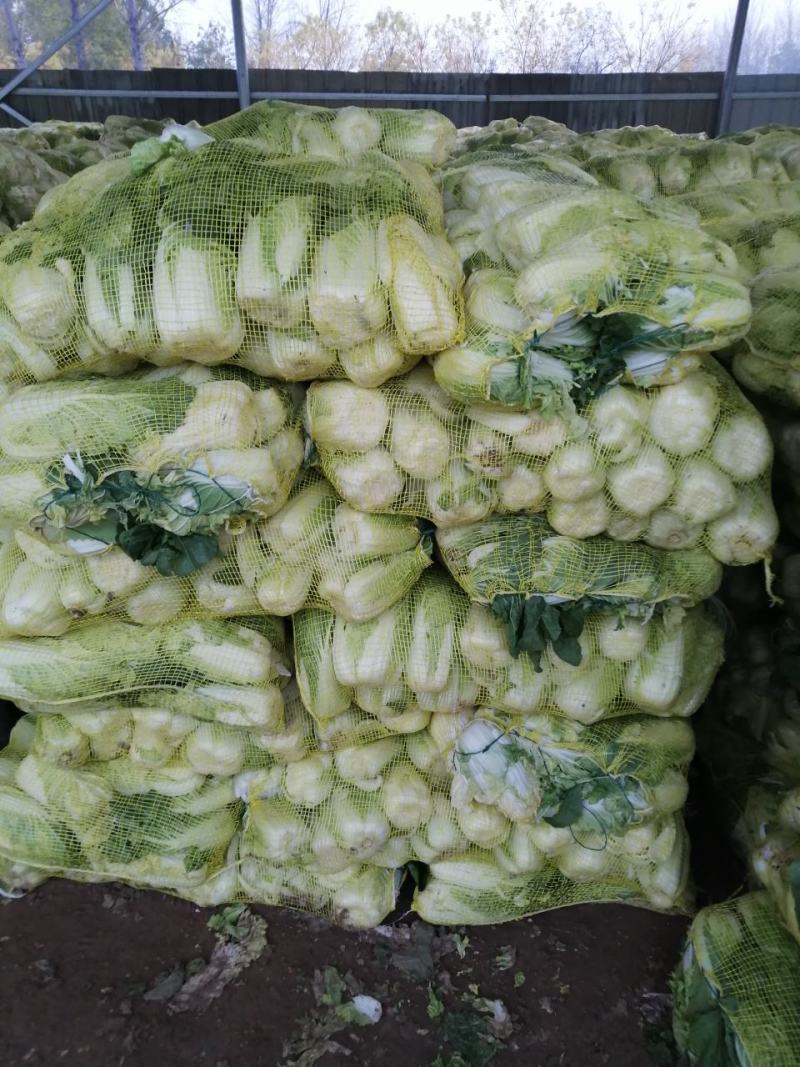 娃娃菜大量供应中需要的联系