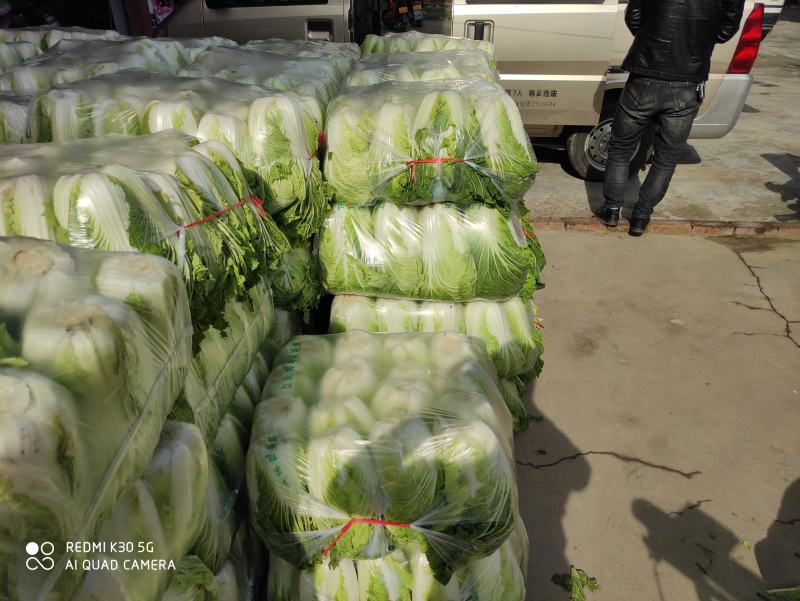 汉中白菜，个头大小均匀，紧实颜色纯正有专业的装袋码车工人