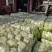 汉中白菜，个头大小均匀，紧实颜色纯正有专业的装袋码车工人