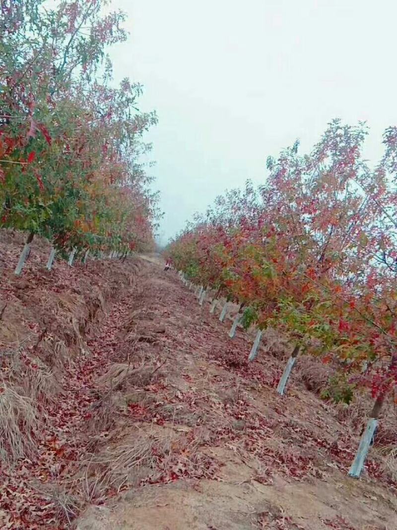 千亩彩叶苗木基地大量供应现货娜塔栎3-15公分精品