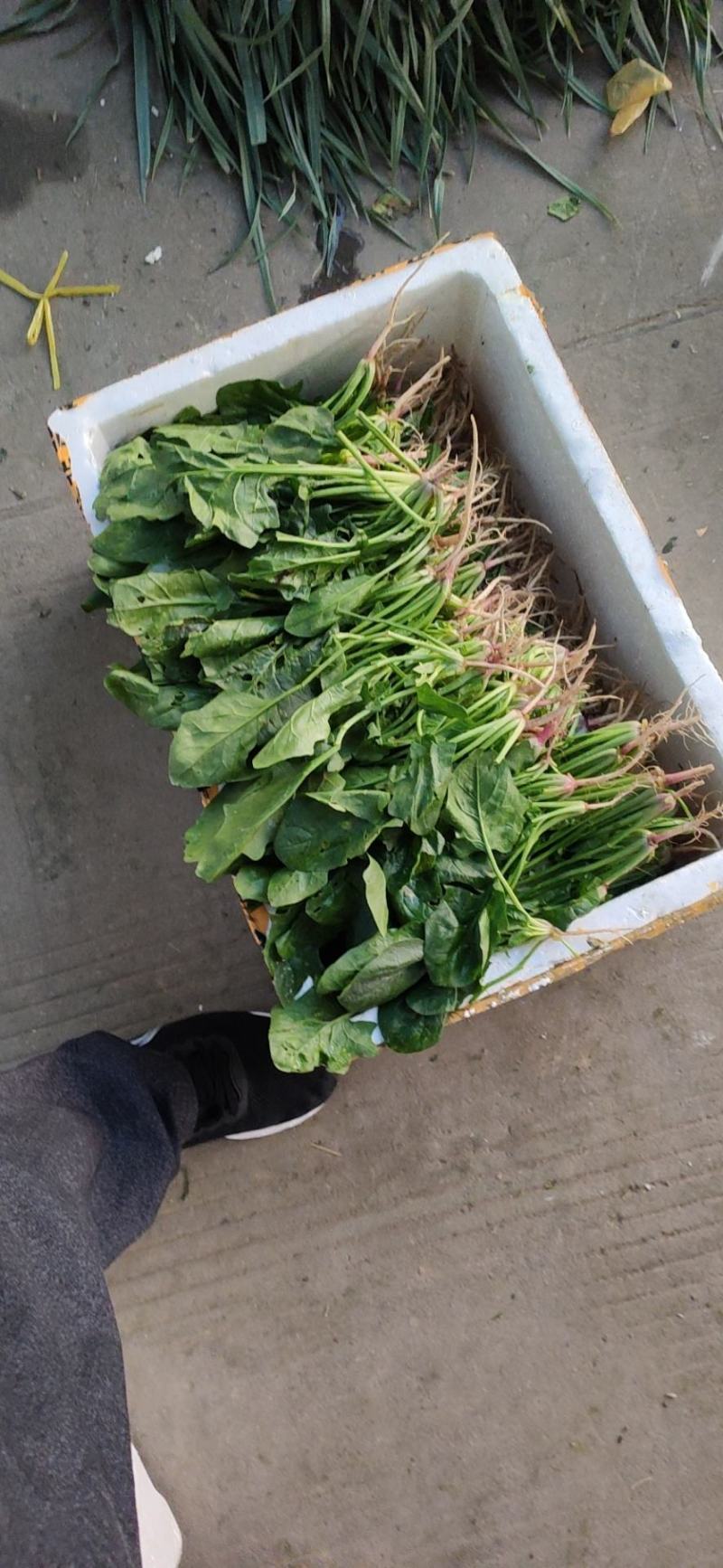 各种蔬菜供应，产地直价格，品种多，可配货