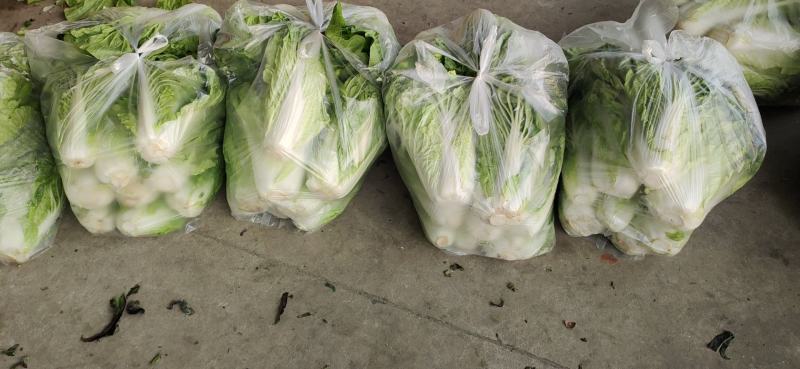 各种蔬菜供应，产地直价格，品种多，可配货