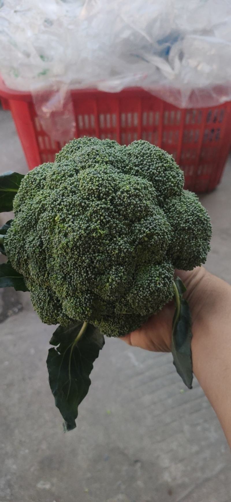 各种蔬菜供应，产地直价格，品种多，可配货