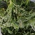各种蔬菜供应，产地直价格，品种多，可配货