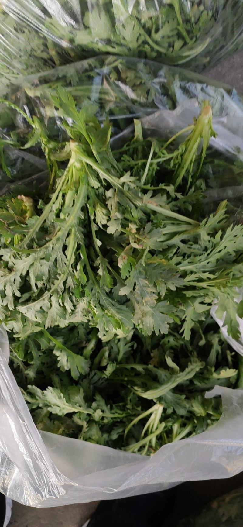 各种蔬菜供应，产地直价格，品种多，可配货