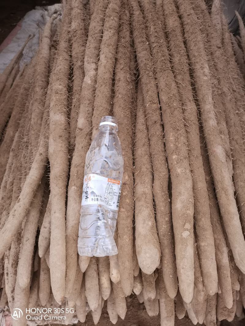 麻山药，沙土地精品大货