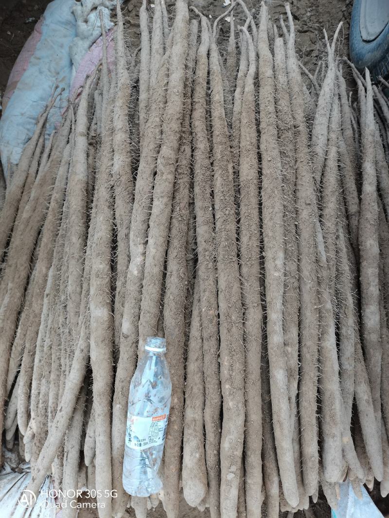 麻山药，沙土地精品大货