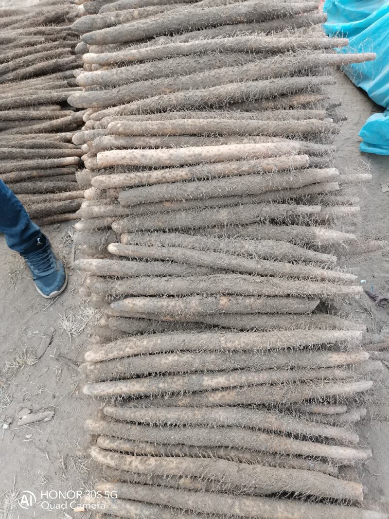 麻山药，沙土地精品大货