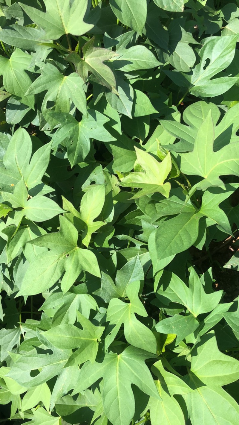 二代花叶紫薯苗