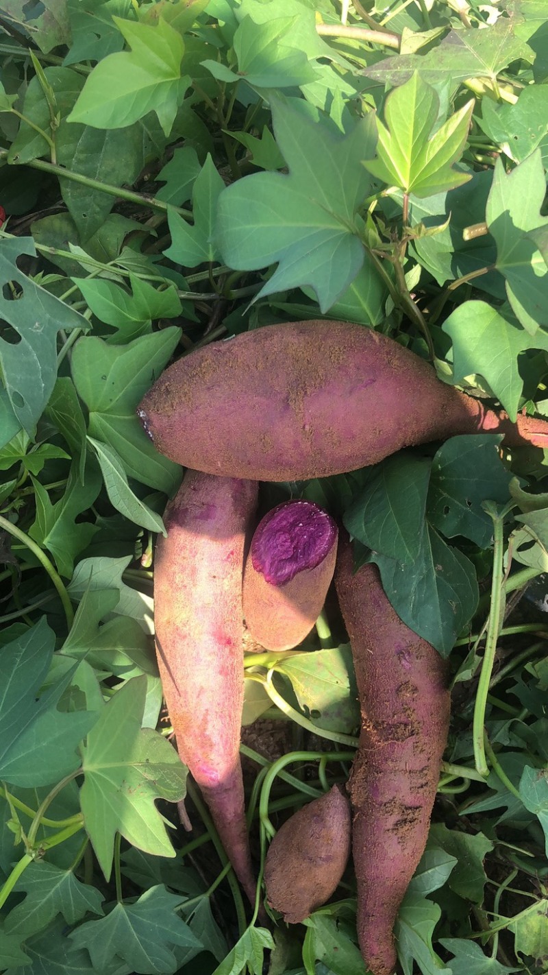 二代花叶紫薯苗