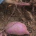 二代花叶紫薯苗