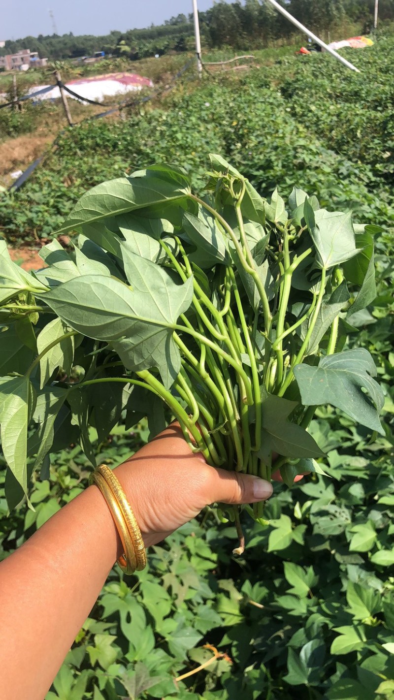 二代花叶紫薯苗