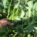 二代花叶紫薯苗