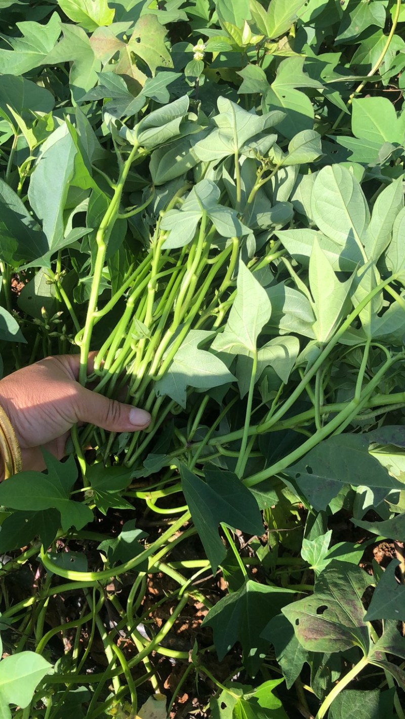 二代花叶紫薯苗