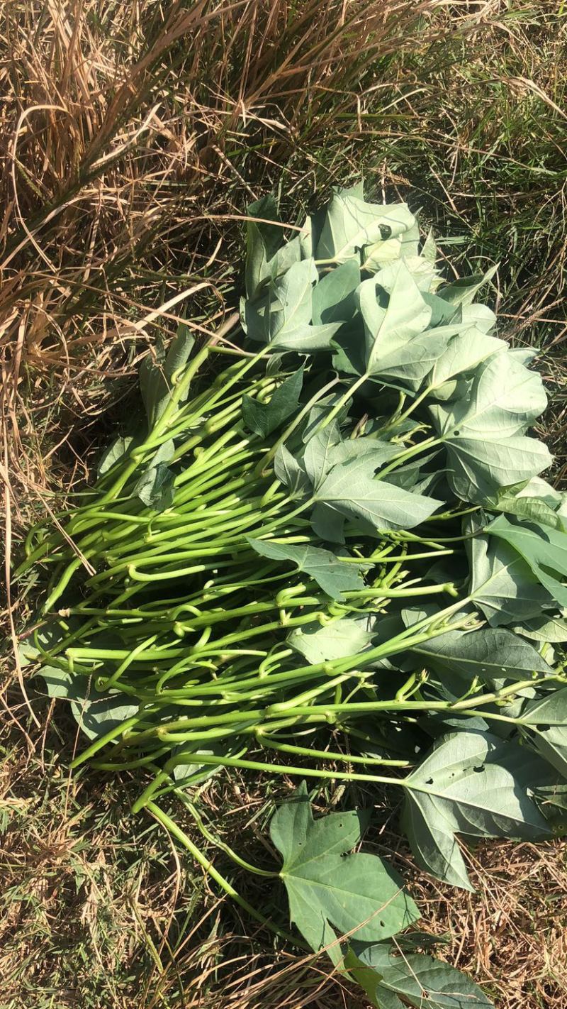 二代花叶紫薯苗