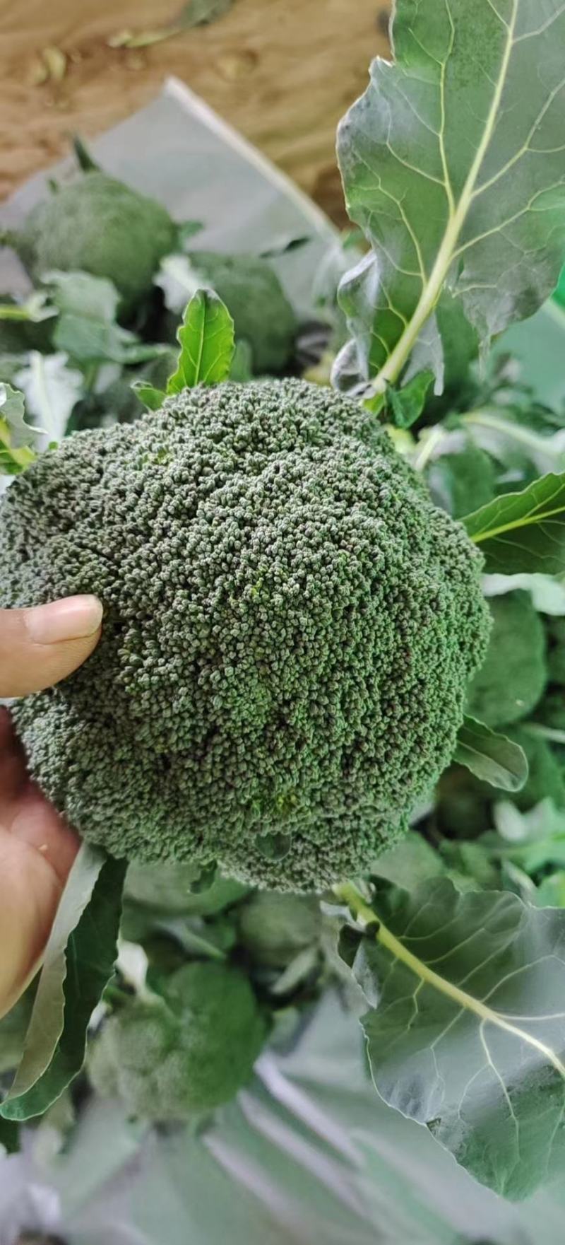 蔬菜邯郸代收各种蔬菜价格美丽货真价实