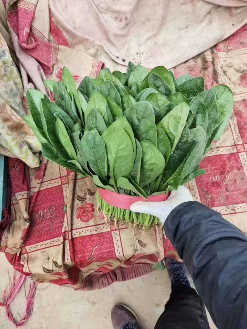 蔬菜邯郸代收各种蔬菜价格美丽货真价实