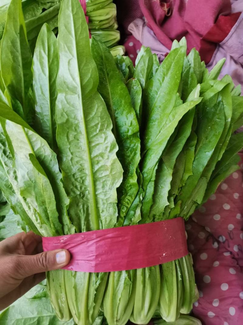 蔬菜邯郸代收各种蔬菜价格美丽货真价实