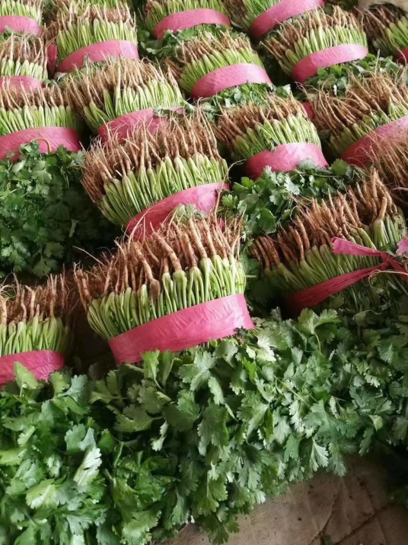 蔬菜邯郸代收各种蔬菜价格美丽货真价实