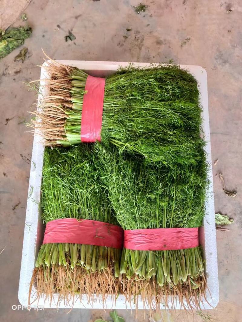 蔬菜邯郸代收各种蔬菜价格美丽货真价实