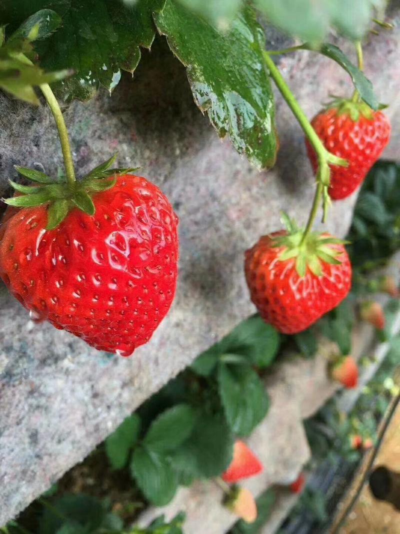 东港马岗九九草莓一件代发批发零售支持线上交易